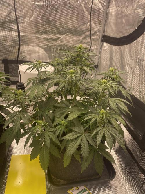 Only water on my Wedding. Week 4 - Chemdogg