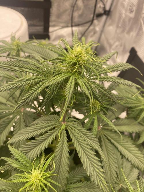 Only water on my Wedding. Week 4 - Chemdogg