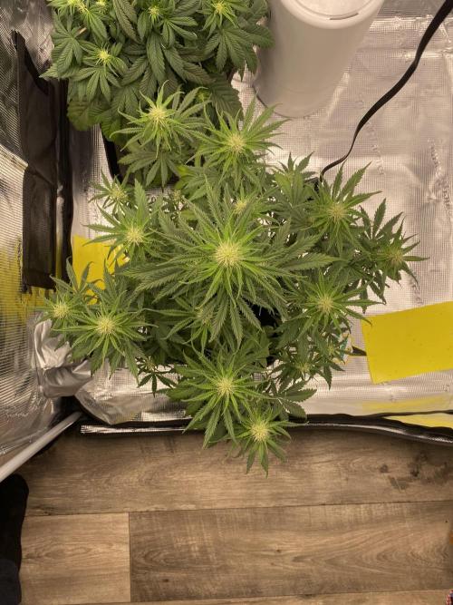 Only water on my Wedding. Week 5 - ChemdoggingxHubbabubbaHaze