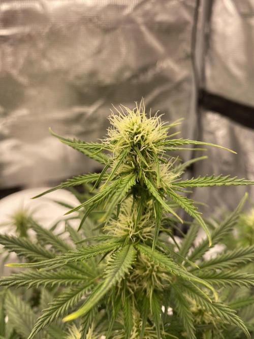 Only water on my Wedding. Week 5 - ChemdoggingxHubbabubbaHaze