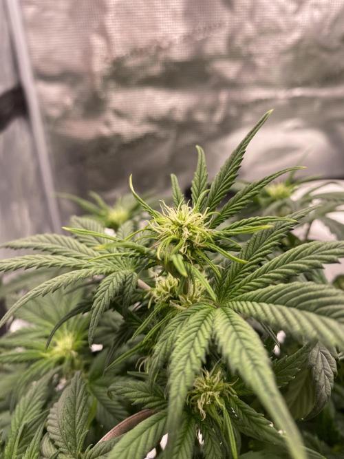 Only water on my Wedding. Week 5 - Wedding auto