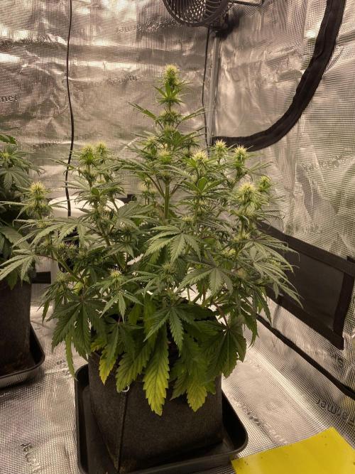 Only water on my Wedding. Week 5 - ChemdoggingxHubbabubbaHaze