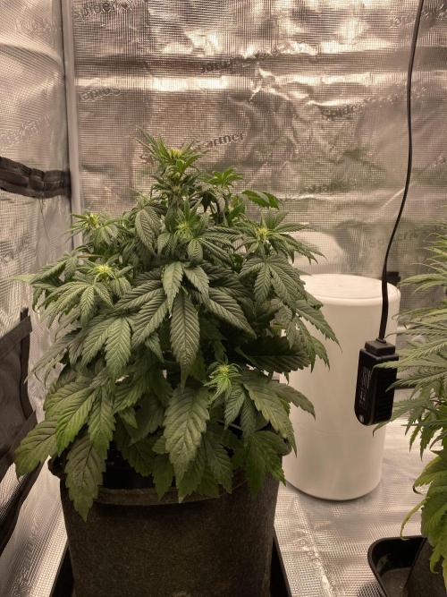 Only water on my Wedding. Week 5 - Wedding auto