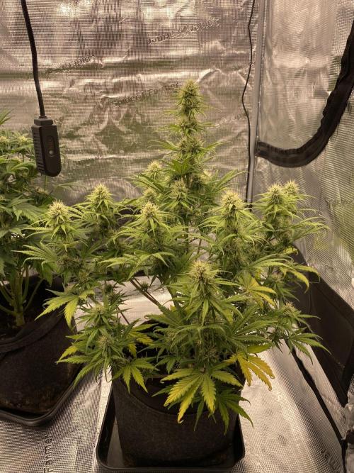 Only water on my Wedding. Week 6