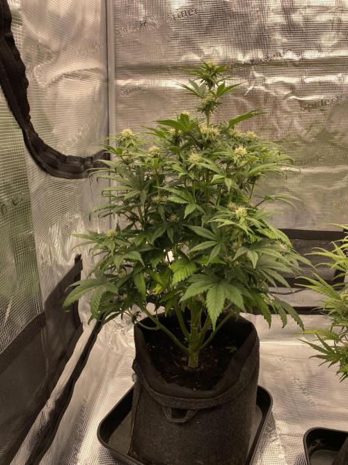 Only water on my Wedding. Week 6