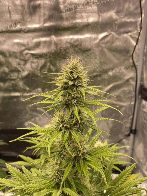 Only water on my Wedding. Week 6