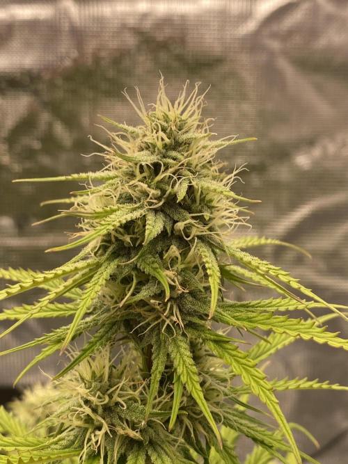 Only water on my Wedding. Week 6