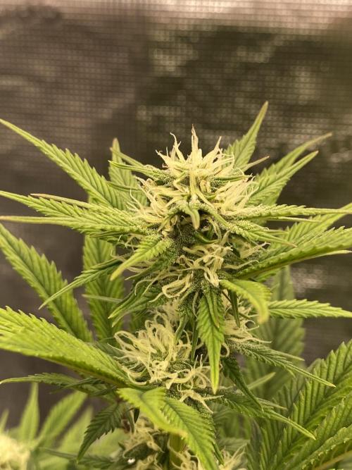 Only water on my Wedding. Week 6