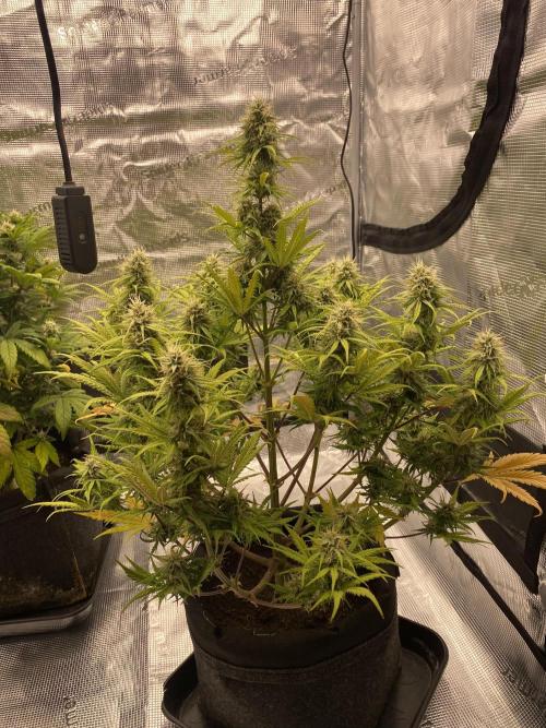 Only water on my Wedding. Week 7 - Chemdogging