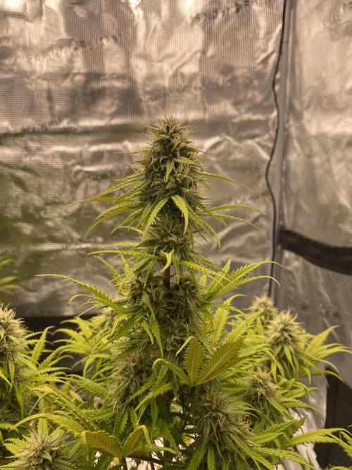 Only water on my Wedding. Week 7 - Chemdogging