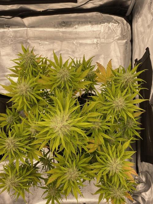 Only water on my Wedding. Week 7 - Chemdogging