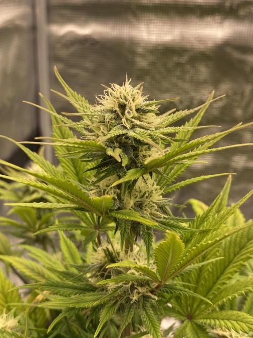 Only water on my Wedding. Week 7 - Wedding Auto