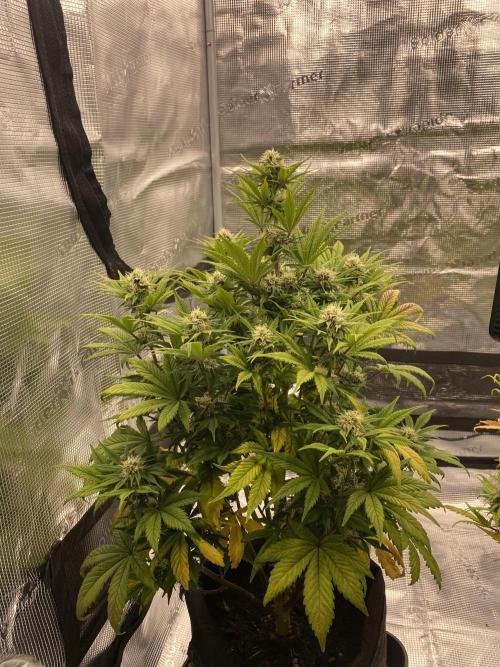 Only water on my Wedding. Week 7 - Wedding Auto