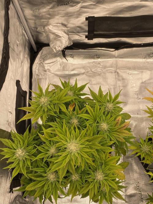 Only water on my Wedding. Week 7 - Wedding Auto