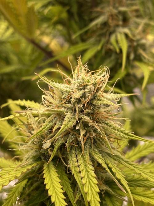 Only water on my Wedding. Week 7 - Chemdogging