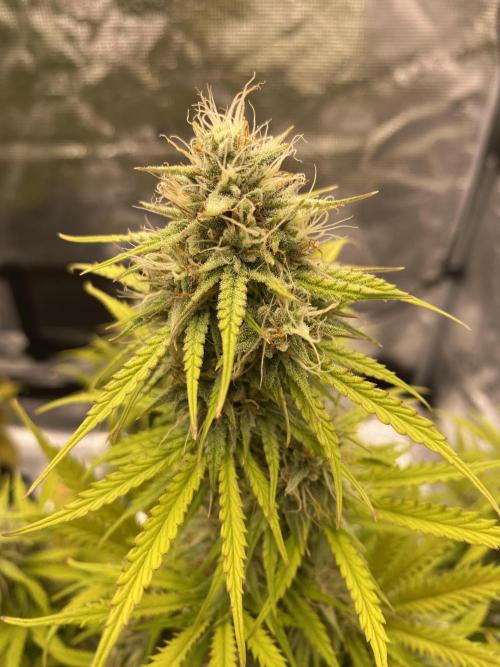 Only water on my Wedding. Week 7 - Chemdogging