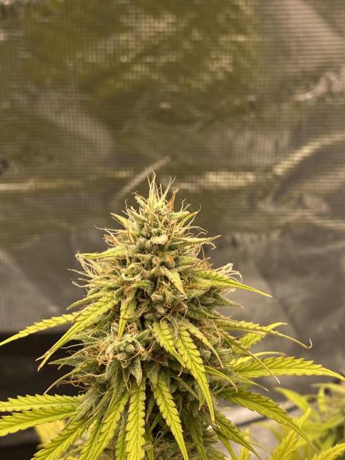 Only water on my Wedding. Week 8 - Chemdogging