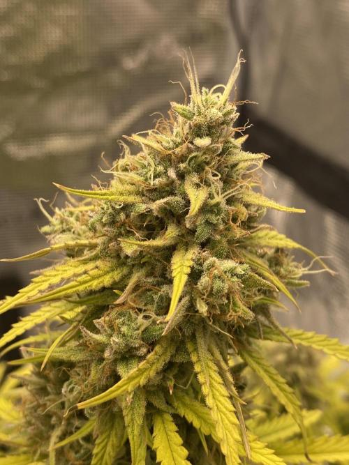 Only water on my Wedding. Week 9 - Chemdogging