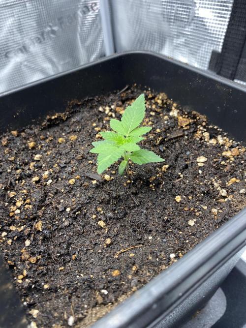 Living soil. Week 1