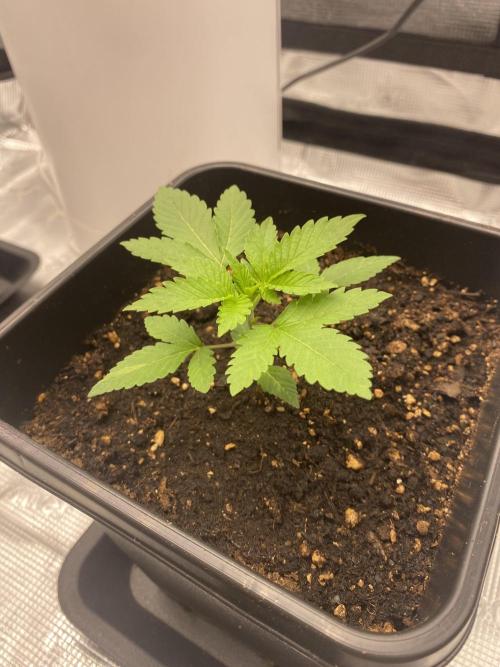 Living soil. Week 2 - Acapulco