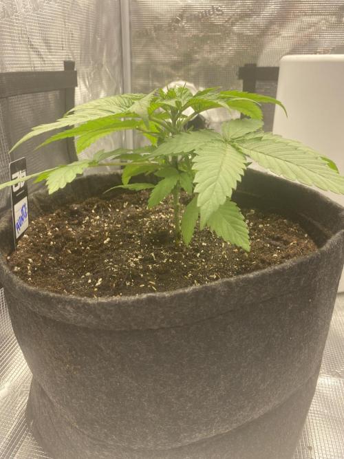 Living soil. Week 3 - Runtz