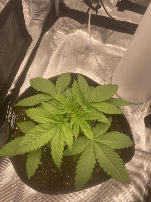 Living soil. Week 3 - Runtz