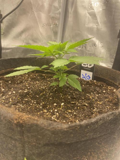Living soil. Week 3 - Acapulco
