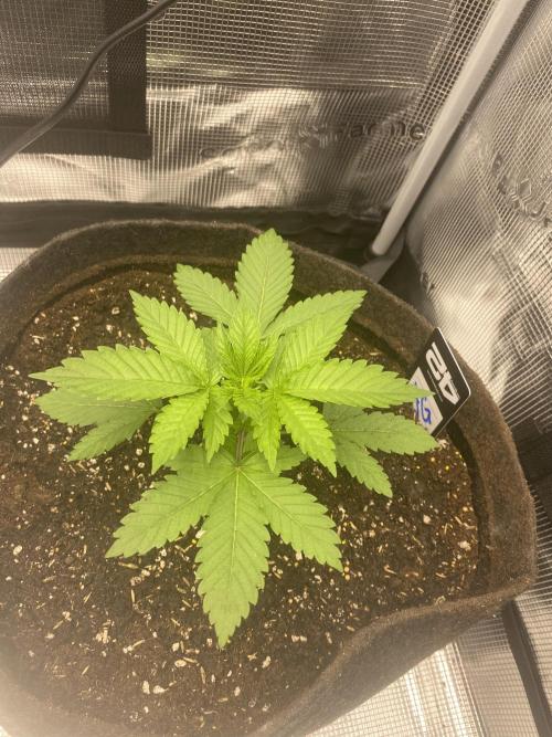 Living soil. Week 3 - Acapulco