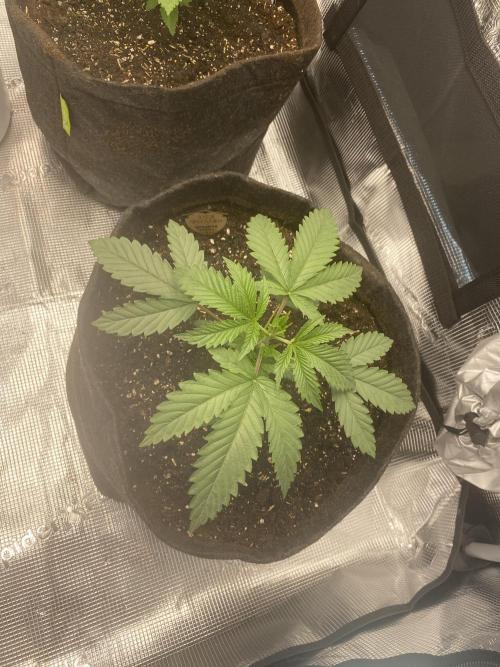 Ice Tower | Living Soil. Week 3 - Ice tower