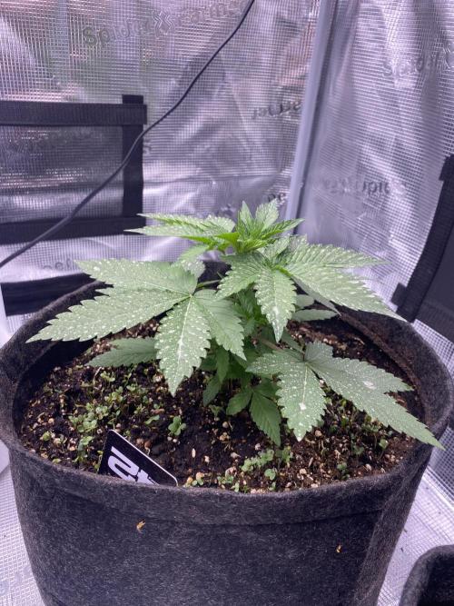 Living soil. Week 4 - Acapulco