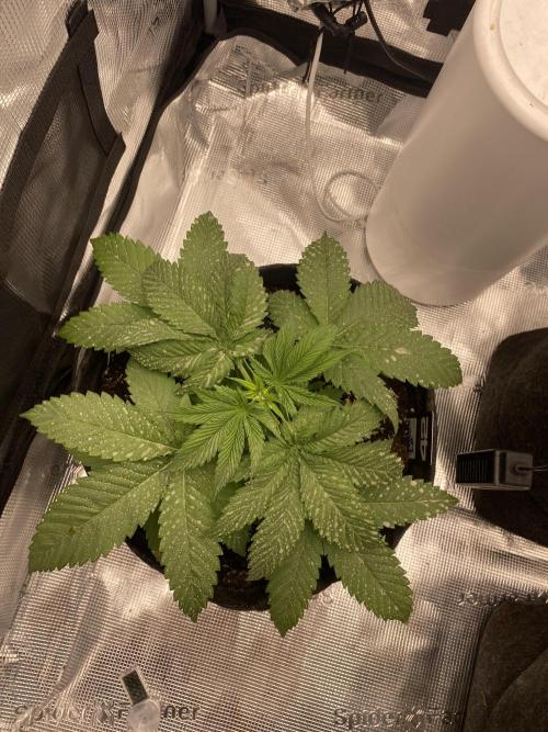 Living soil. Week 4 - Runtz