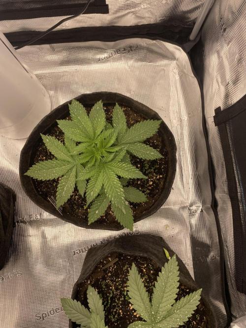 Living soil. Week 4 - Acapulco