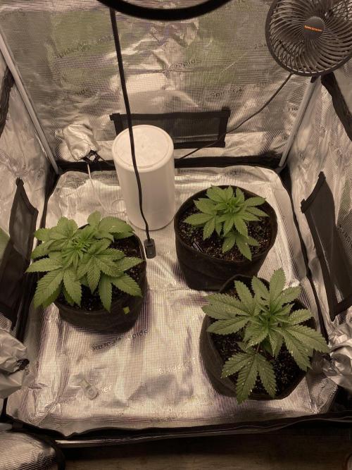 Living soil. Week 4