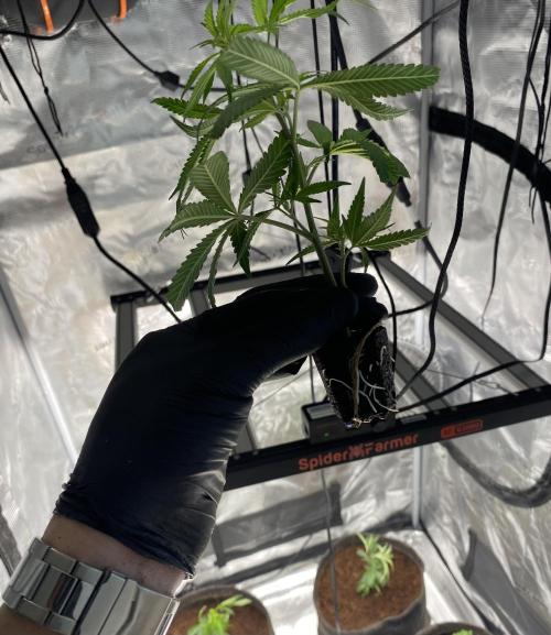 Clone run. Week 2