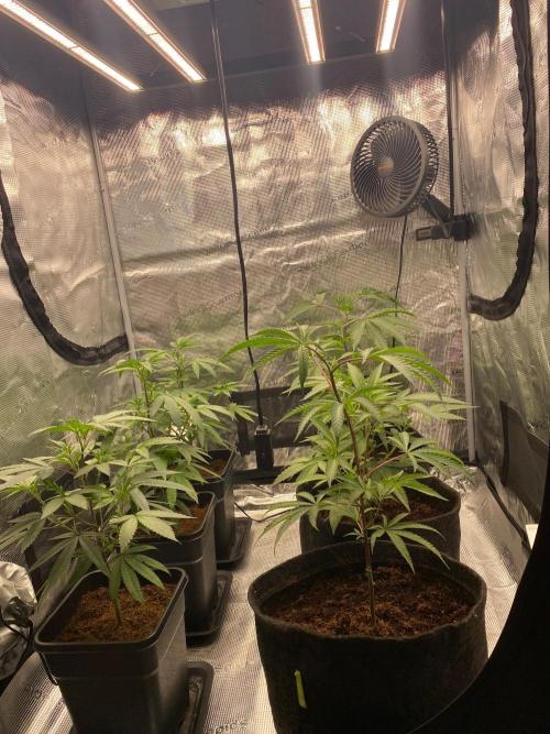 Clone run. Week 4