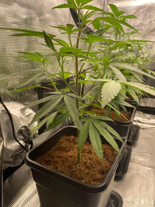Clone run. Week 4 - Chita