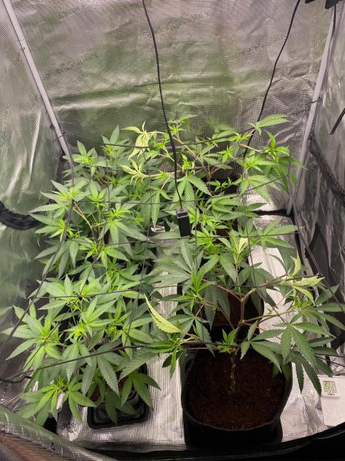 Clone run. Week 6