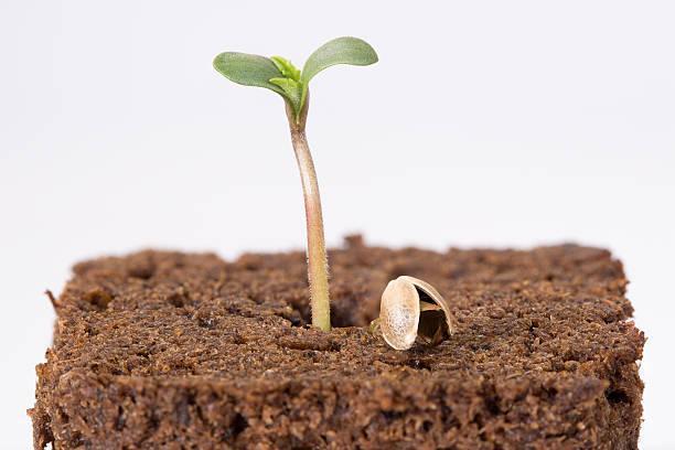 Hydro Grow 12/16/25. Week 0 - Borrowed Photo