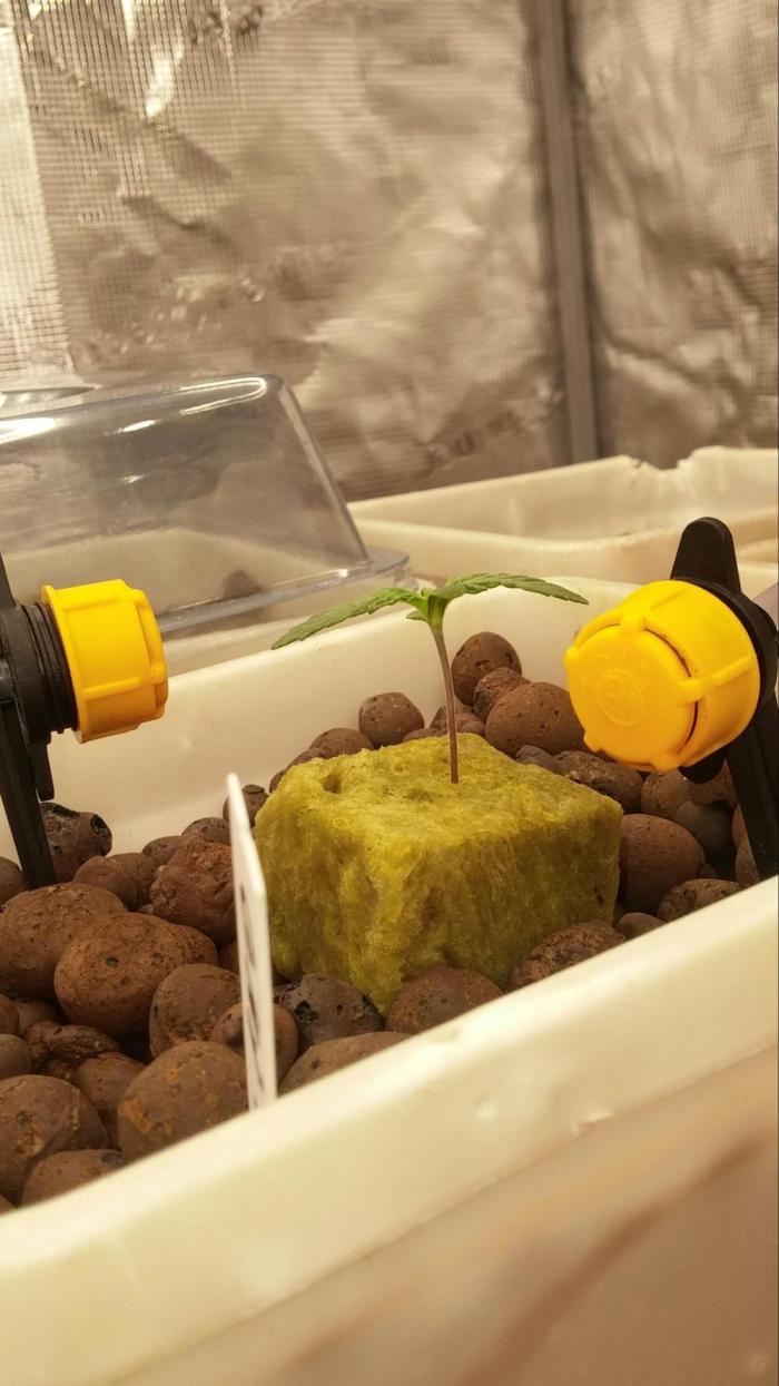 Hydro Grow 12/16/25. Week 0