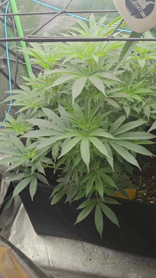 Wunderbohnen Seedtest