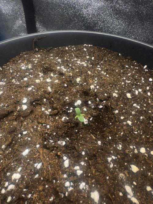 Kleine Leonie. Week 0 - Day 2