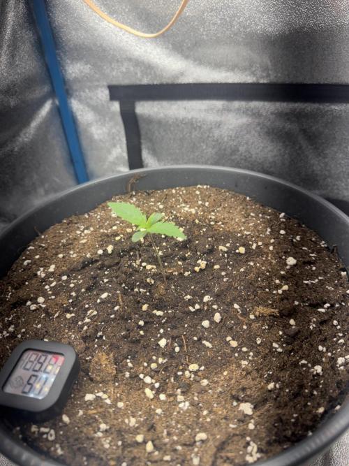 Kleine Leonie. Week 0 - Day 3