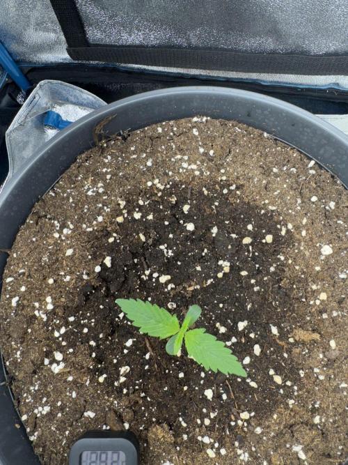 Kleine Leonie. Week 0 - Day 4