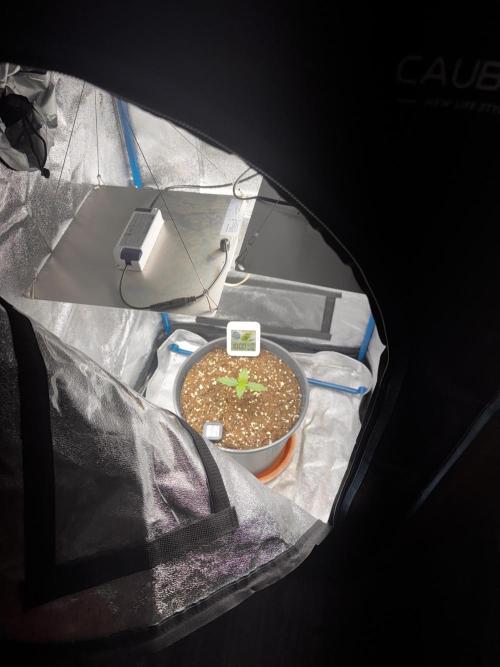 Kleine Leonie. Week 0 - Day5