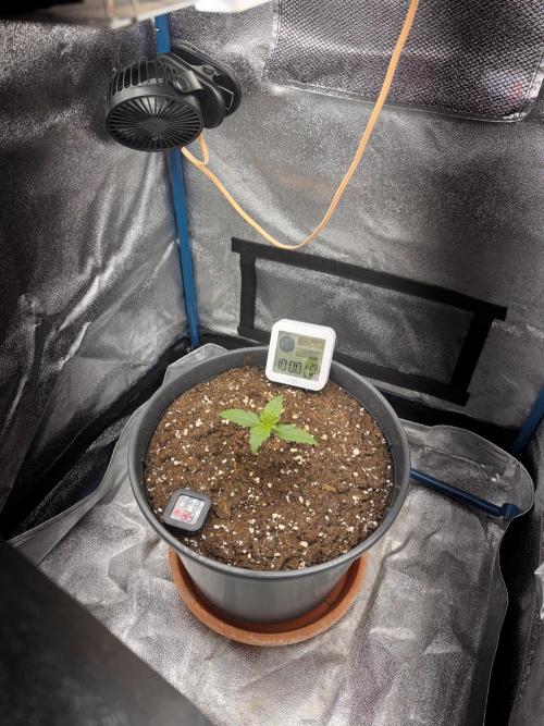 Kleine Leonie. Week 0 - Day 6