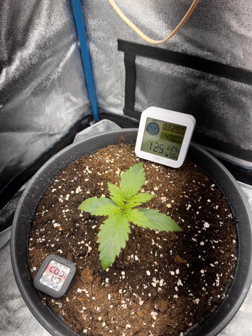 Kleine Leonie. Week 1