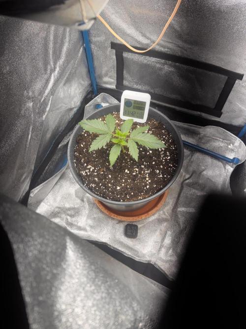 Kleine Leonie. Week 1