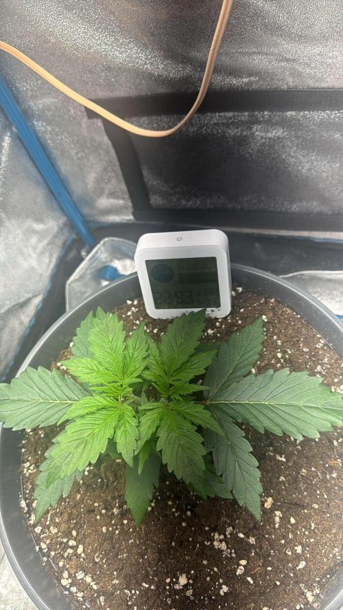 Kleine Leonie. Week 1