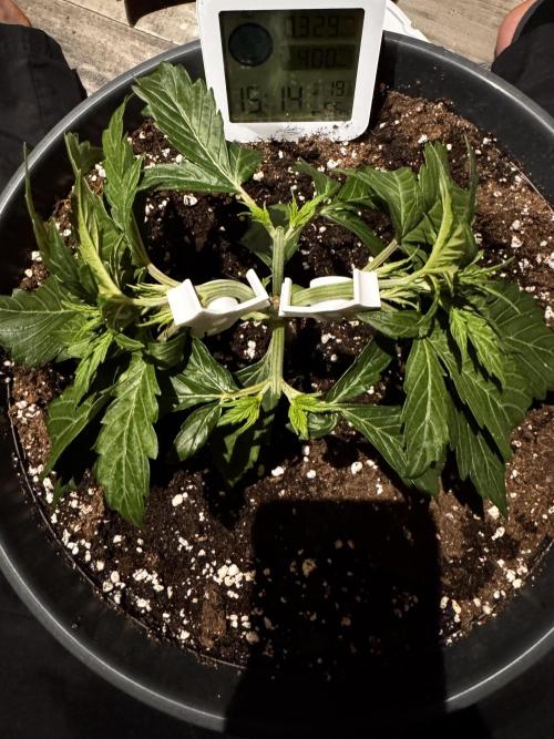 Kleine Leonie. Week 2