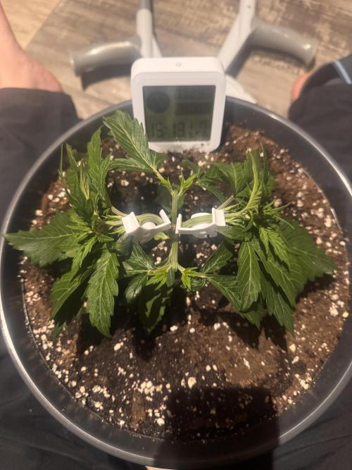 Kleine Leonie. Week 2